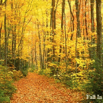 Fall In The Smokies
