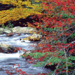 Fall In The Smokies