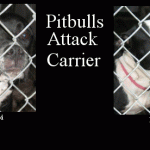 Pit Bulls Attack Carrier