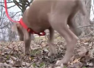 carrier saves puppies
