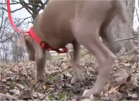 Video: Mail carrier saves puppies from burning shed