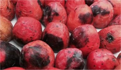 Video: Man’s fruit package rots after being delivered late by postal service
