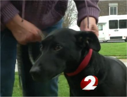 Video: USPS won’t deliver mail due to neighbor’s dog