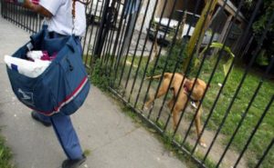 LA Dog Bites