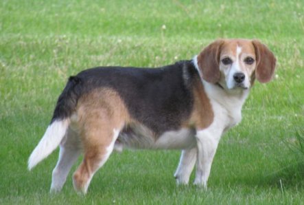 Video: Dog hit and killed by postal worker in family’s driveway