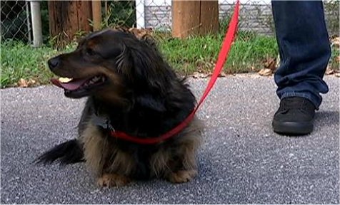 Video: Dog maced by mail carrier, USPS condones employee’s actions