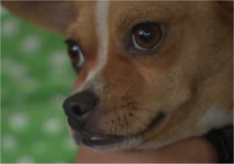 Video: Houston Post Office Holds Couple’s Mail After Chihuahua Complaint