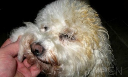 Video: Mailman Caught on Video Using Pepper Spray on Small Dog