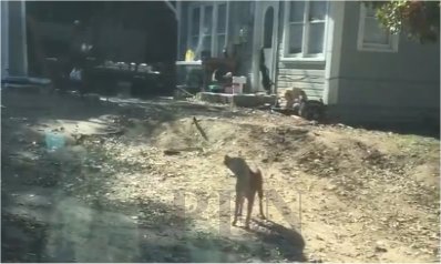 Video: Tulsa neighbors demand more action against dog