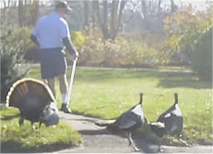 Video: Mailman being attacked by violent turkeys ‘every day’