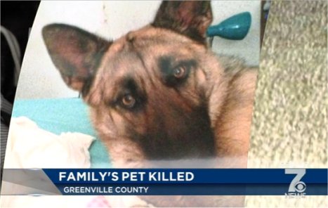 Video: Family Pet Killed By Letter Carrier In Fountain Inn, SC