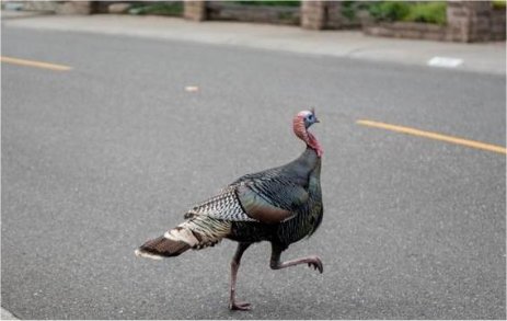 Video: Did California postal carrier club, stab wild turkey to death?