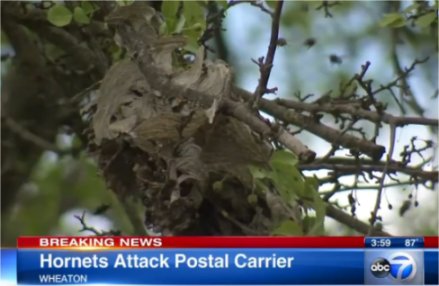 Video: Letter Carrier Stung Dozens Of Times By Hornets Along Route In Wheaton, IL