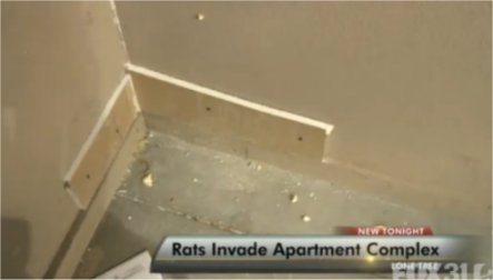 Video: Rat infestation forces post office to stop mail delivery to apartments