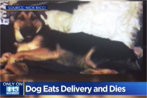 Video: Woman Says Postal Worker Killed Her Dog With Her Prescription Pills