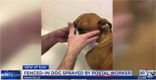 Video: Maryville, TN family upset postal worker sprayed fenced-in dog