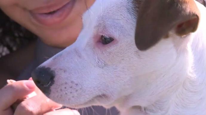 Video: Kentucky family wants answers after postal workers allegedly kick and spray their dog