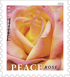 Postal Service Dedicates New Stamp Featuring Peace Rose