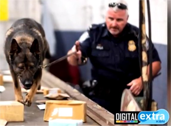 Illegal drugs through the mail: ‘It’s a daily occurrence’