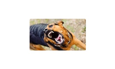 Dog attacks scare postal workers away from hardscrabble coastal Georgia trailer park